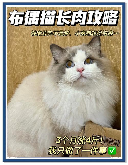 2025最新免费资料大全和肥猫一年多减重16斤与肥猫一年多减重16斤正常吗