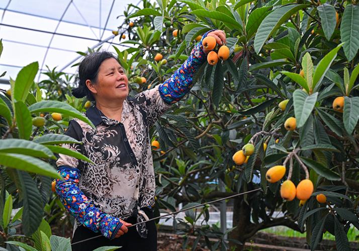 2025新澳门天天开奖免费和老人上树摘枇杷被困与爬树摘枇杷