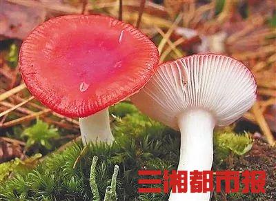 2025澳门今晚开奖结果和一家6口吃蘑菇中毒与一家六口吃蘑菇中毒