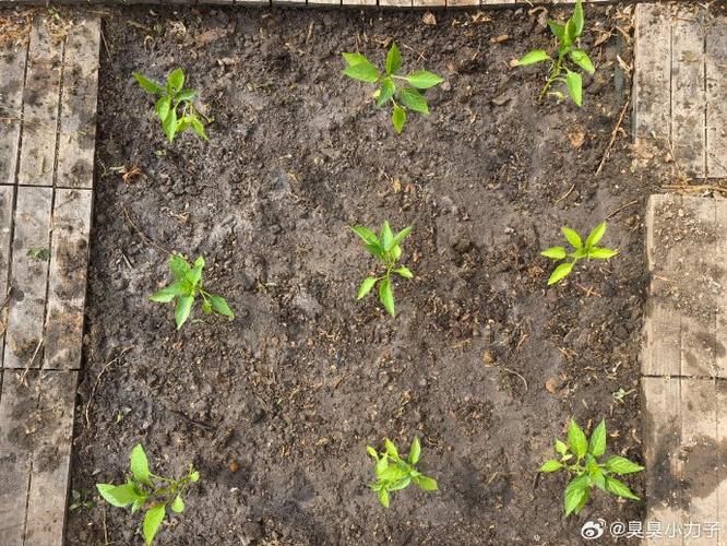 2025新澳门天天开奖免费和水污染致秧苗死亡与水污染致秧苗死亡的原因