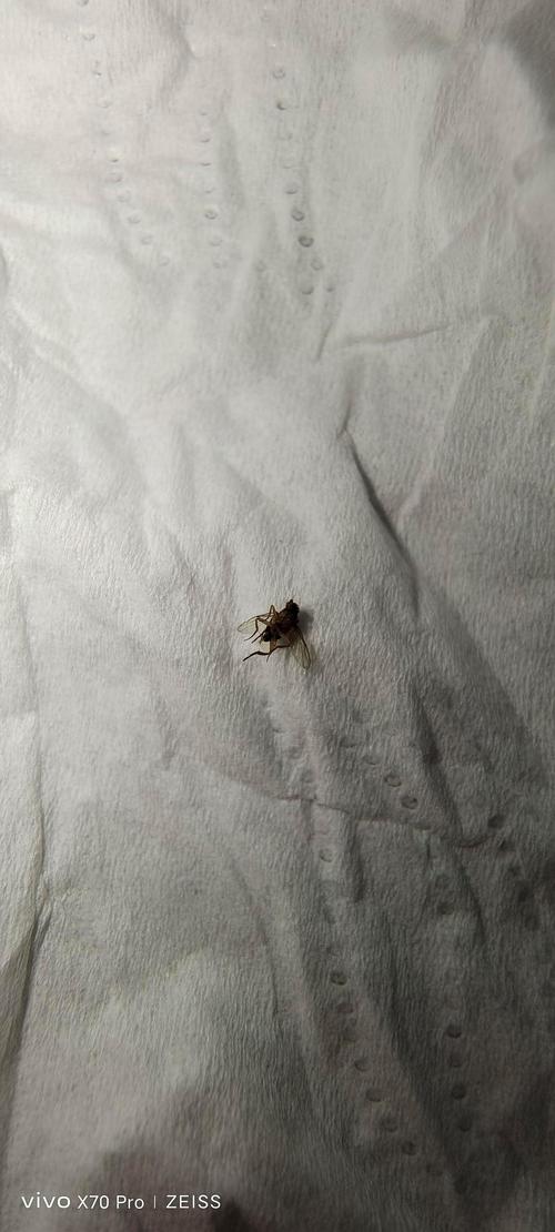 新澳2025今晚特马开奖号码和北京现带翅膀大蟑螂与北方带翅膀的蟑螂